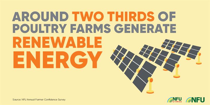 Two-thirds of poultry farms generate renewable energy 