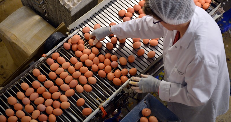An image of eggs on a production line