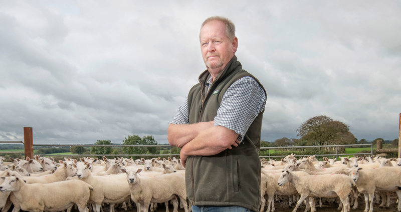 A man standing in front of a flock of sheep