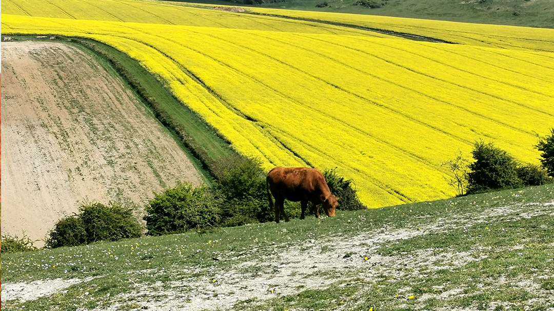 Credit: Lindsay Ellis-Barnes. “Throughout history, the rolling chalky hills of the stunning South Downs has provided sustenance to grazing cattle, and life to crops. It is as important now as it ever was.”