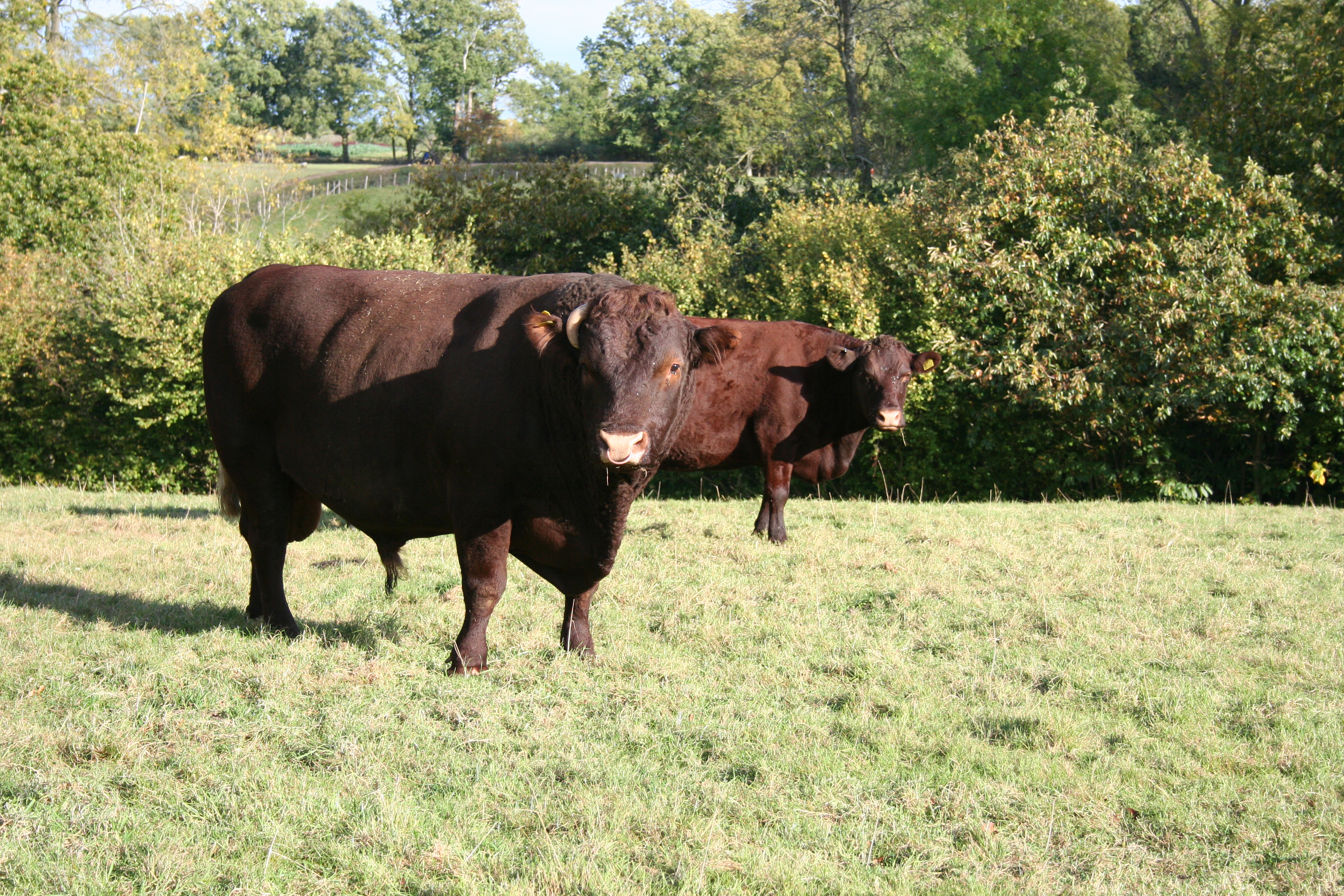 Sussex bull and cow on a pastoral farm in the High Weald of East Sussex.