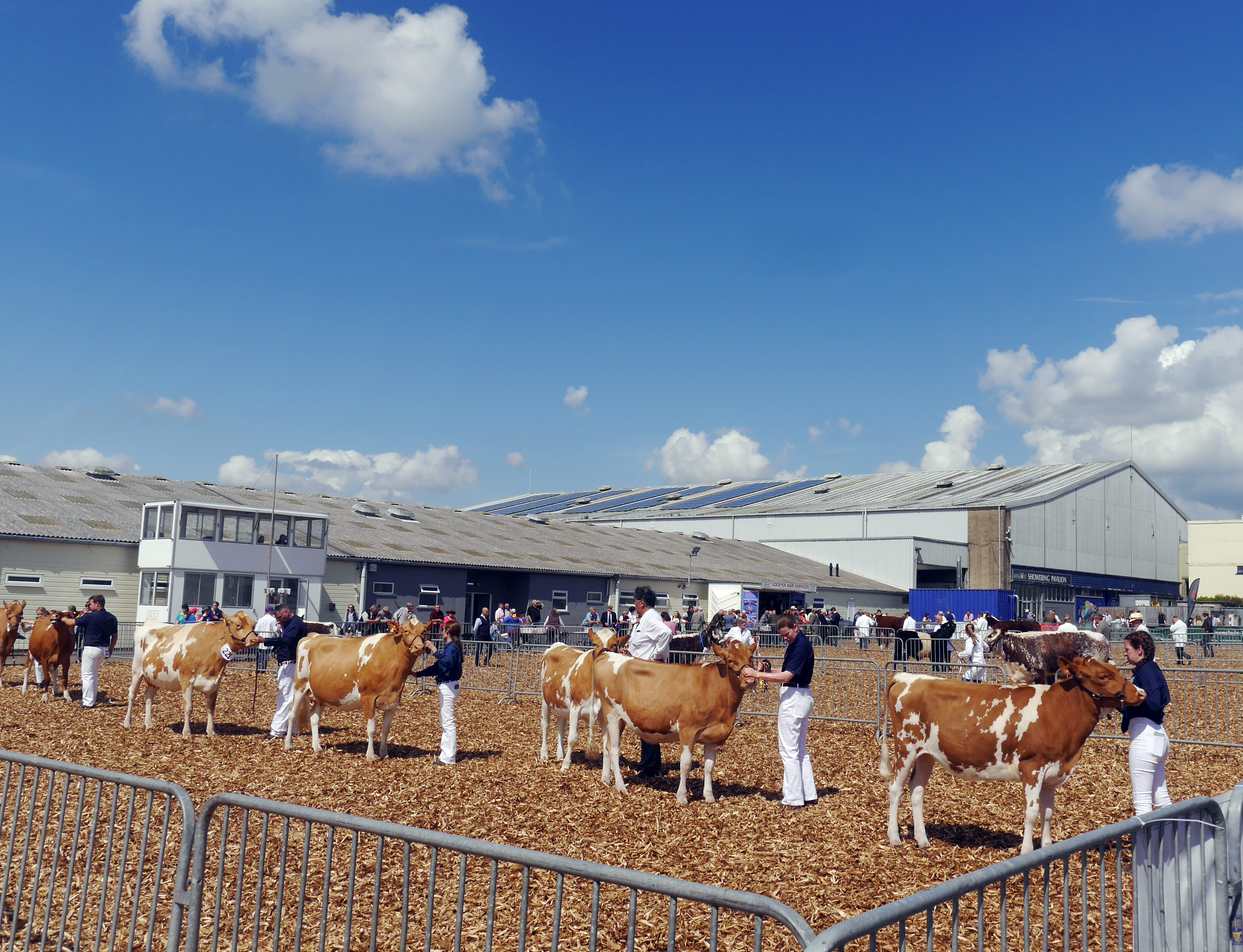 Livestock judging in progress