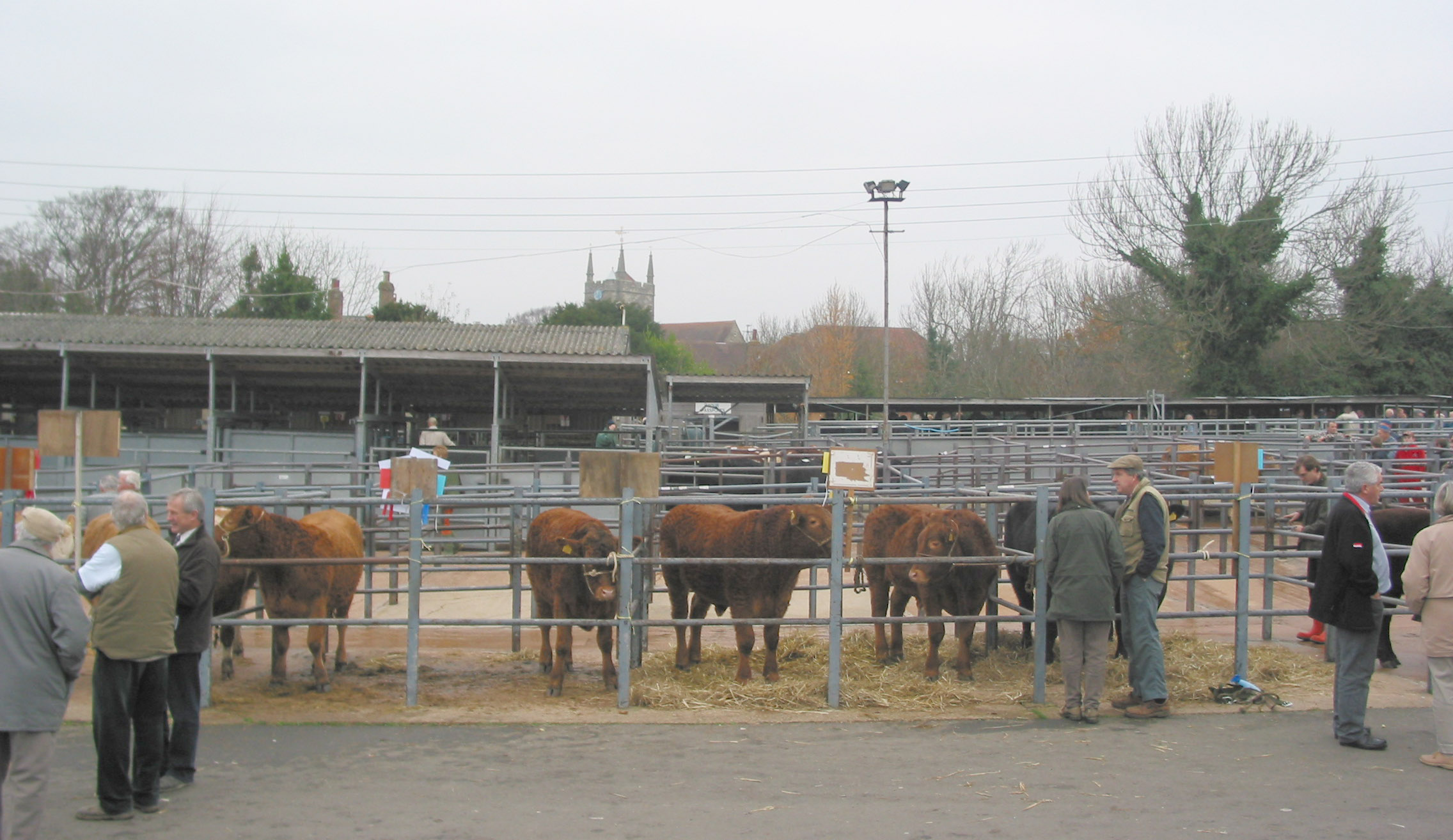 Hailsham market scene eith beef cattle in pens and farmers talking