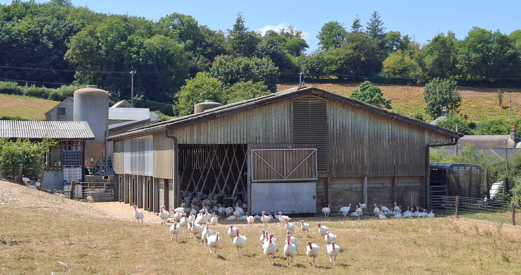 Turkeys at Frenchbeer Farm