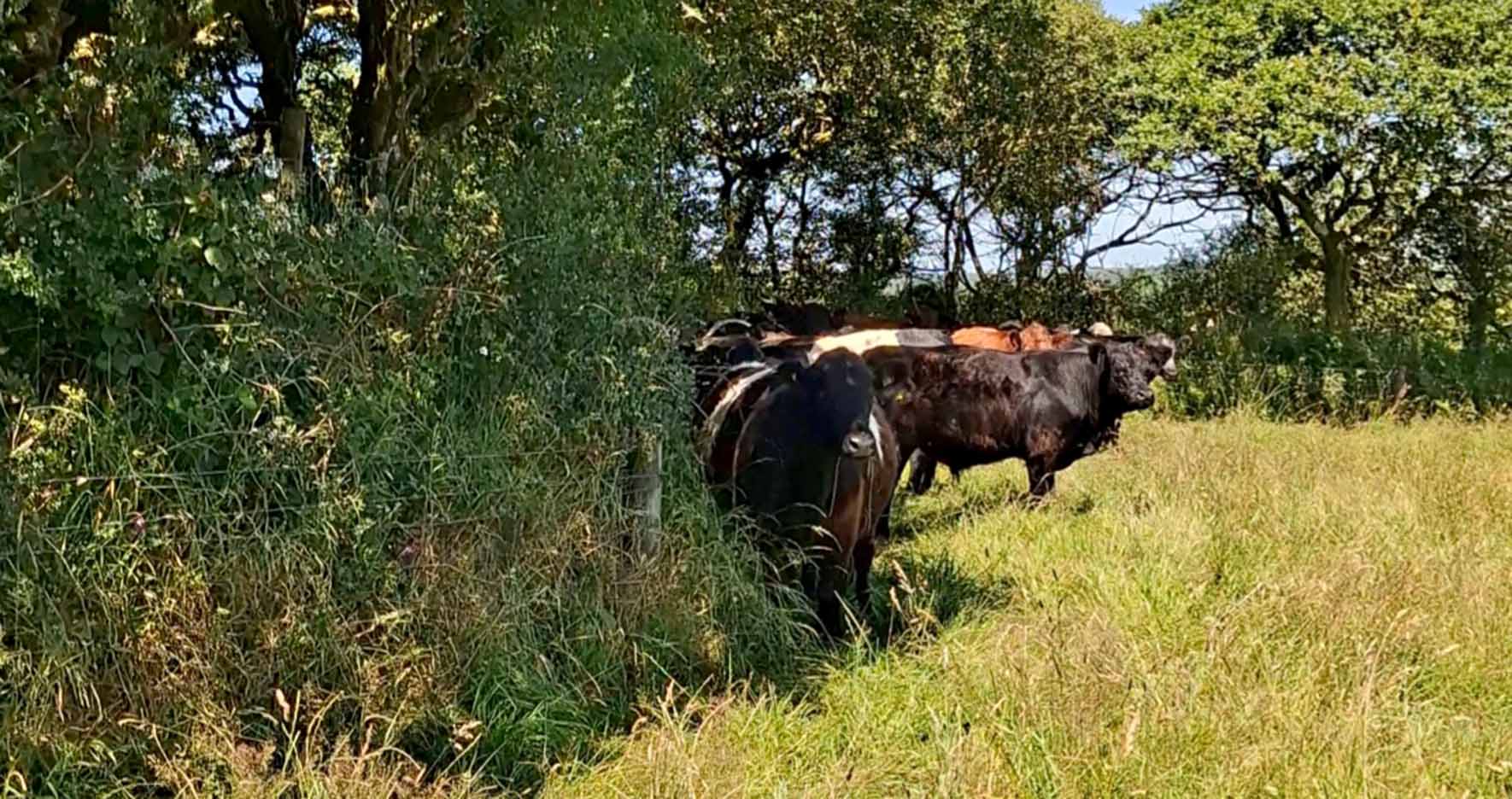 Cattle in a sunny field, standing in the shadows created by trees