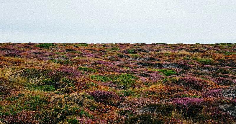 NFU contests heather and grass burning restrictions