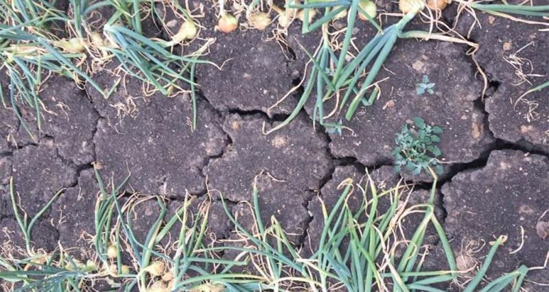 NFU launches its harvest survey