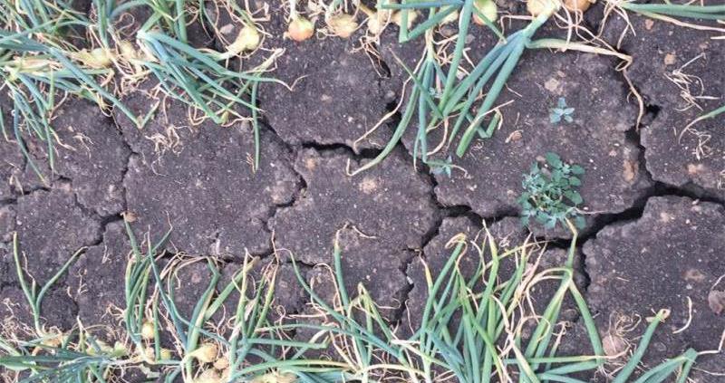 NFU launches its harvest survey