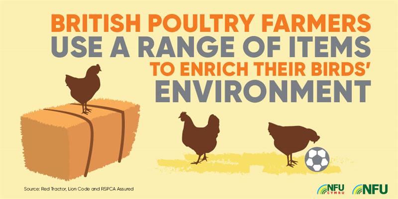 British poultry farmers use a range of items to enrich their birds' environment