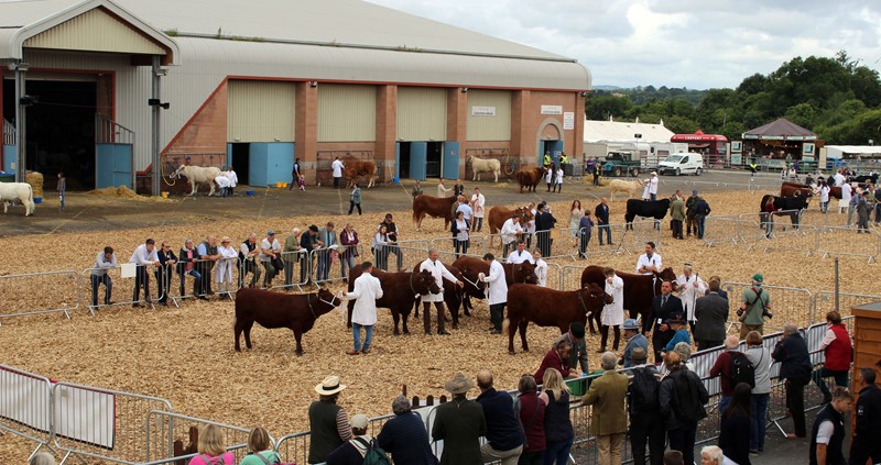 Livestock judging at Devon County Show