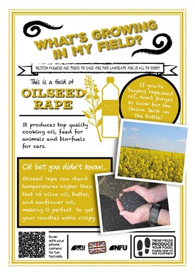 What's growing in my field – oilseed rape