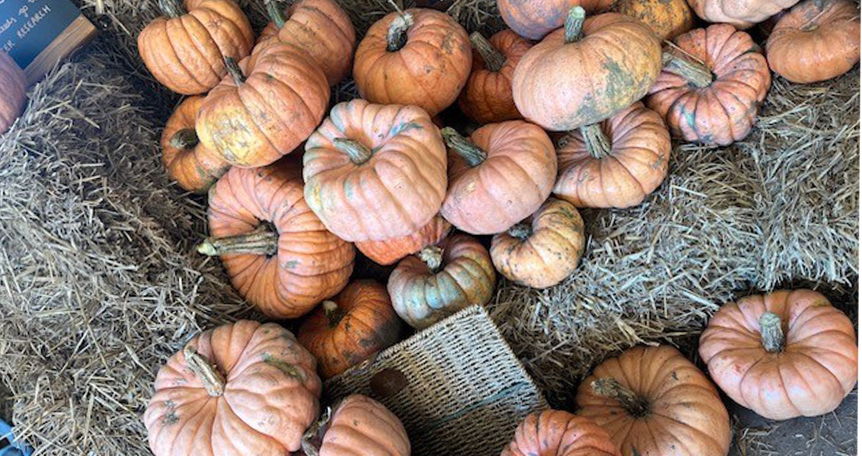 Family farm sells pink pumpkins for worthy cause