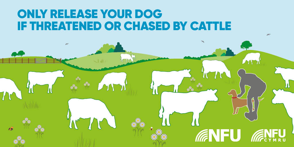 Only releaseyour dog if threatened or chased by cattle