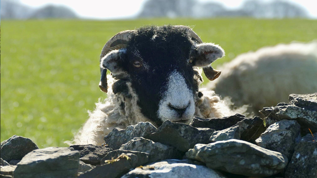 Credit: Heid Jackson. “What ewe looking at?”