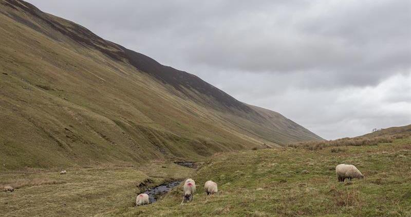 NFU backs call for ‘system-wide change’ to uplands policy  