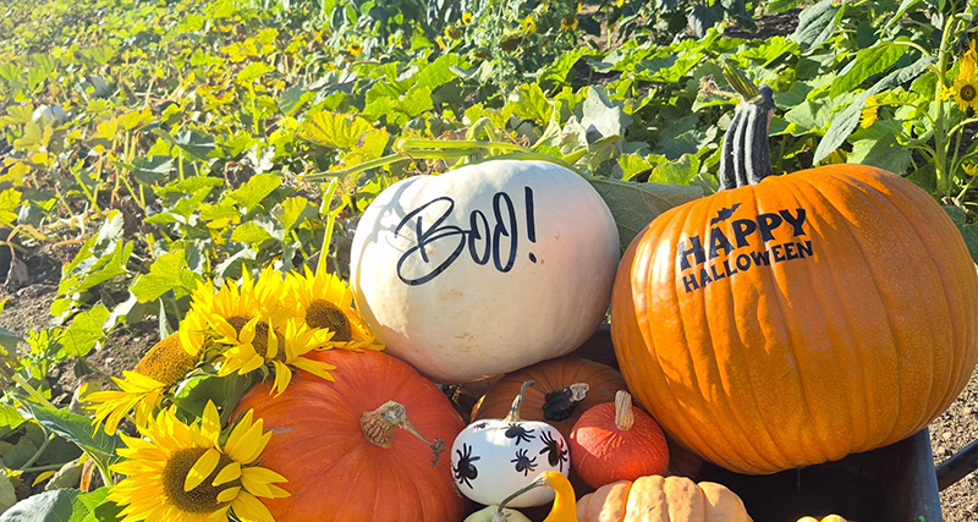 Pumpkins decorated with the words "Boo" and "Happy Halloween"