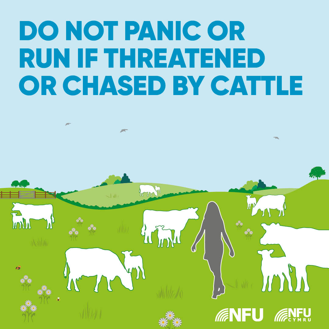 Do not panic or run if threatened or chased by cattle