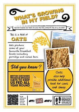 What's growing in my field – oats