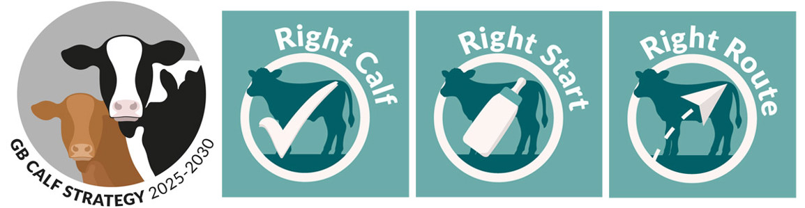 Icons showing the three pillars of the GB Calf Strategy - right calf, right start. right route