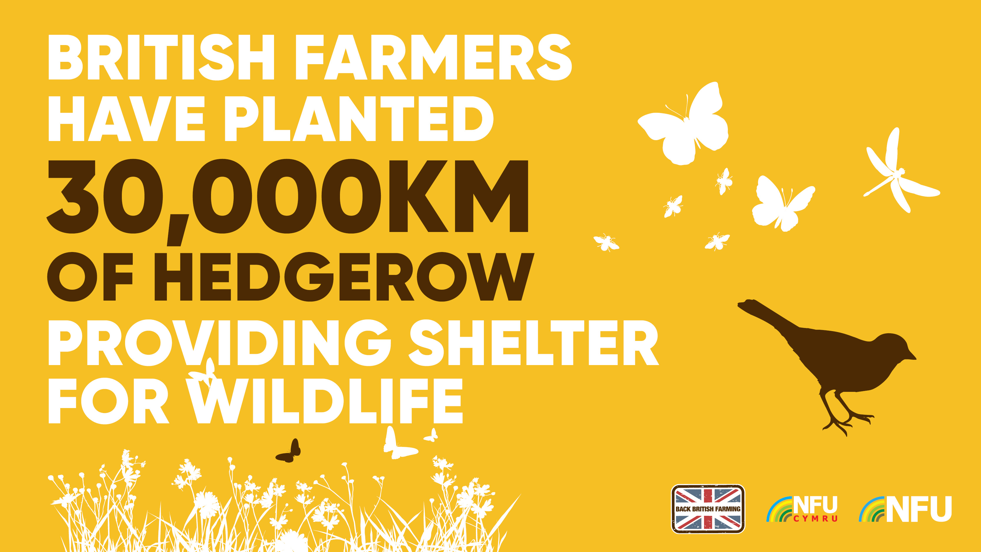 British farmers have planted 30,000km of hedgerow providing shelter for wildlife