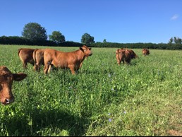 An image of brown cattle grazing in a field