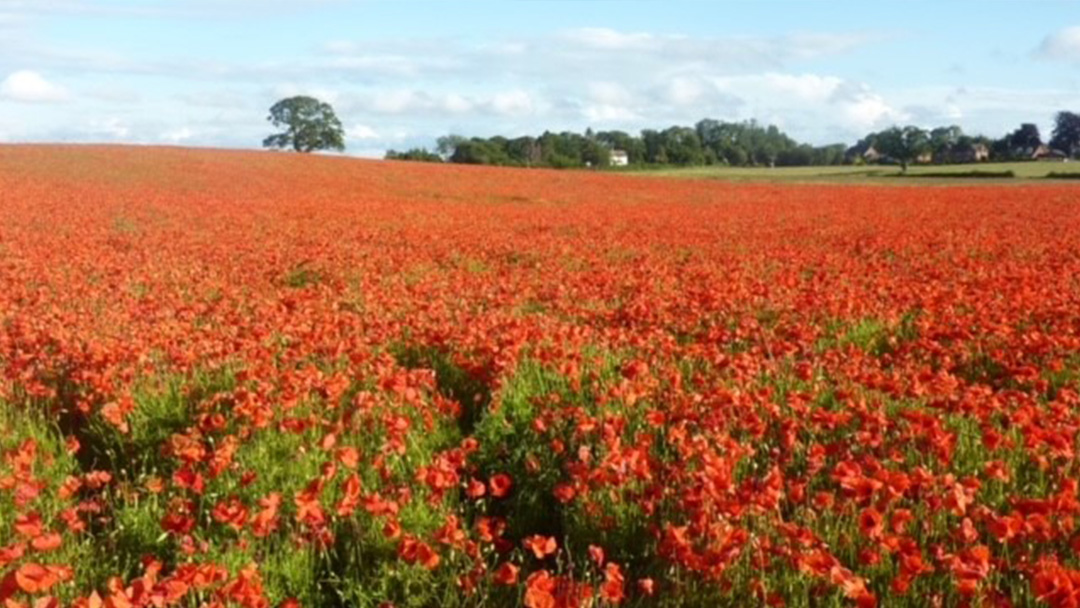 Credit: Mike Evans. “Poppy fields.”