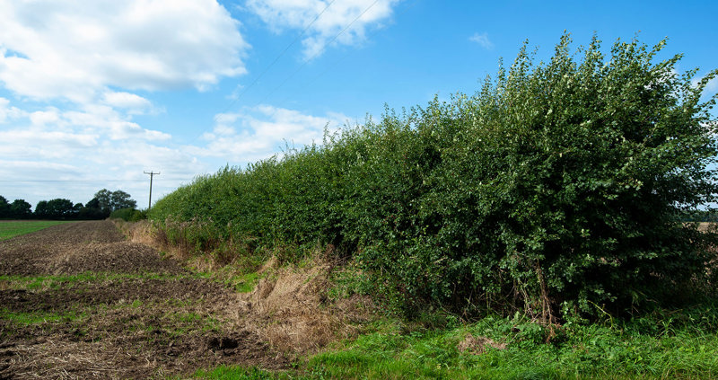 Hedged Field Living life on the hedge – NFUonline