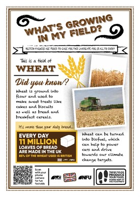 What's growing in my field – wheat