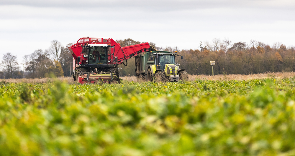 Sugar beet - Michael Sly 