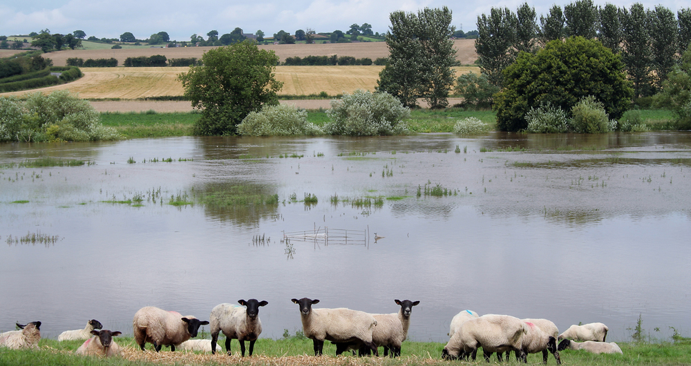 Sheep by water