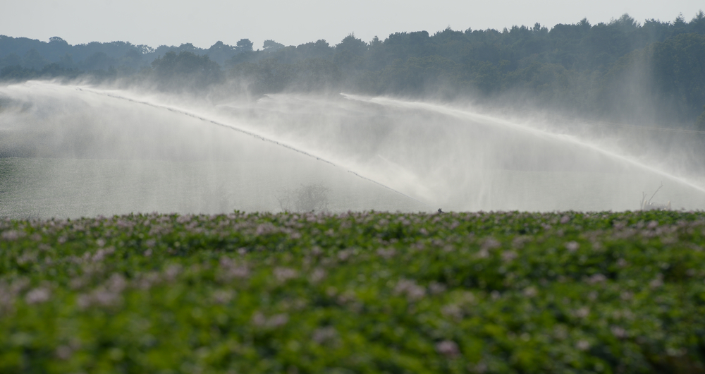 An irrigation system shoots water over plants