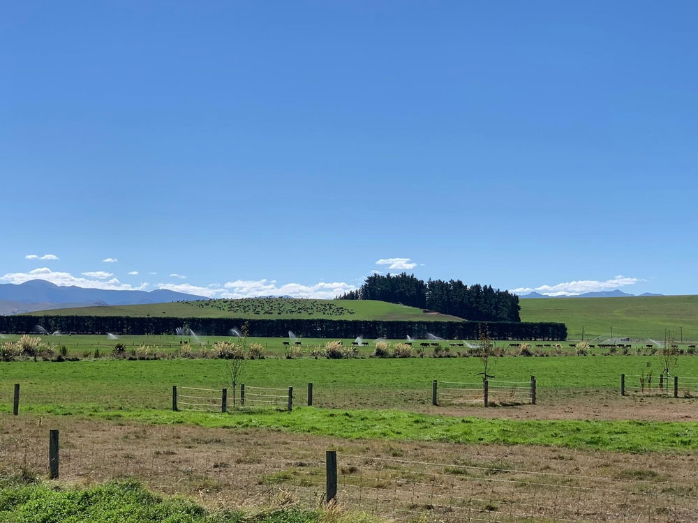 Livestock on farm with sprinklers in New Zealand