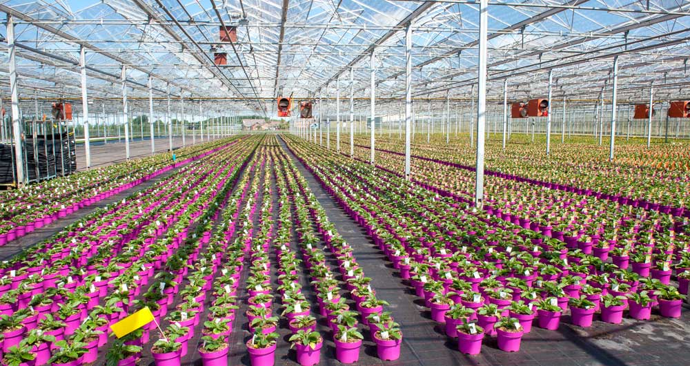 Cut flowers are grown in rows in a glasshouse