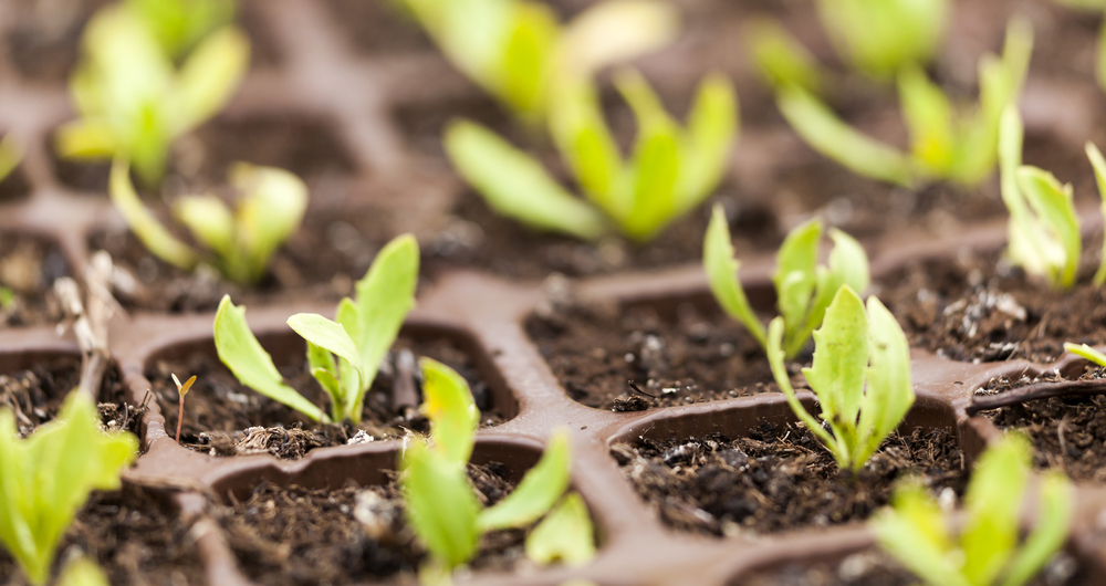 Early growth of perennials and biennials
