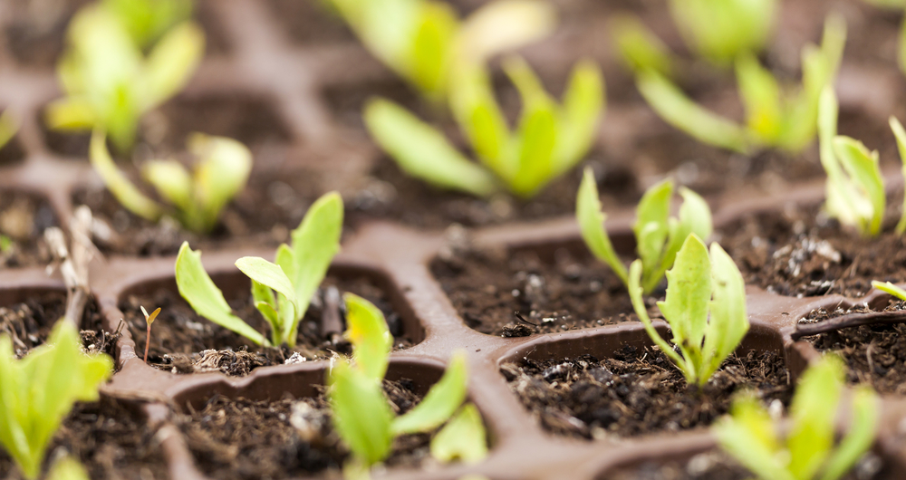 An image of plant shoots in a seedling plug tray