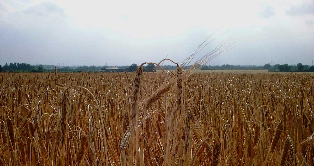 A field of ripe barley