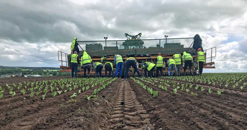 Workers at PDM Salad Growers