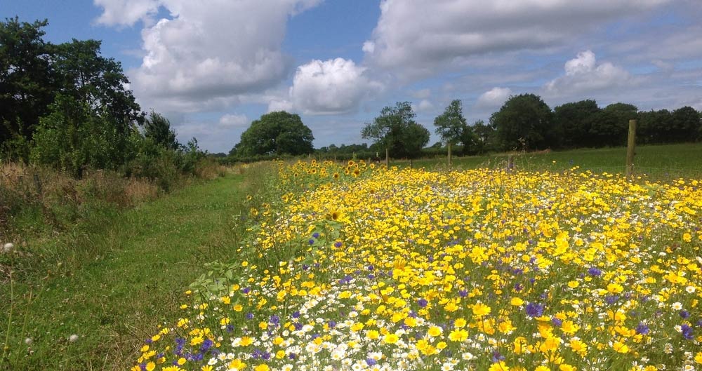 NFU Yearbook 2019 to 2020