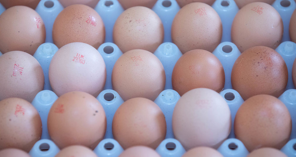 Eggs at Robert Norman's farm