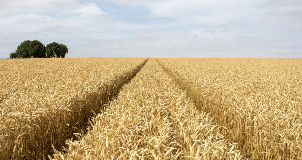 Tracks through wheat field