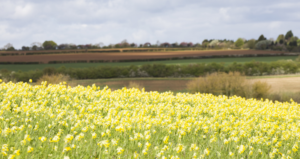 Image of yellow flowers in a field 