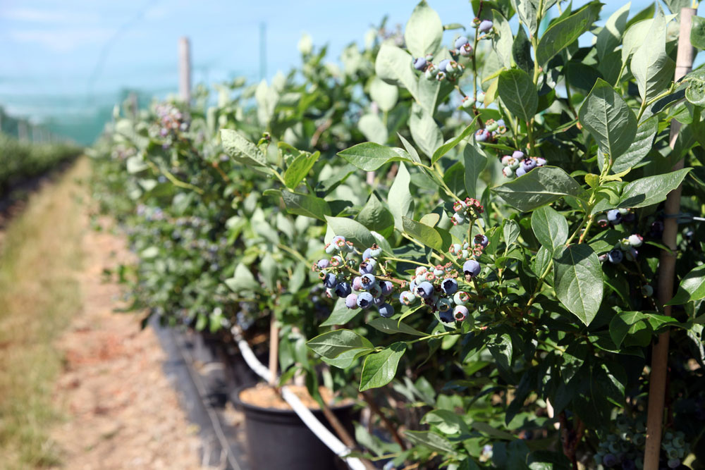 British blueberries