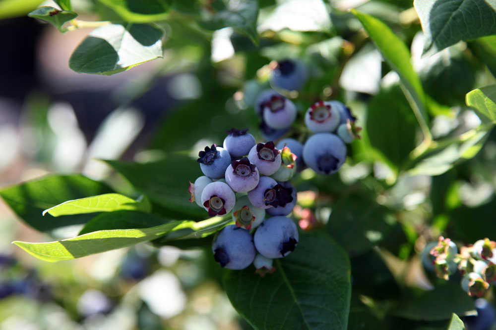 British blueberries