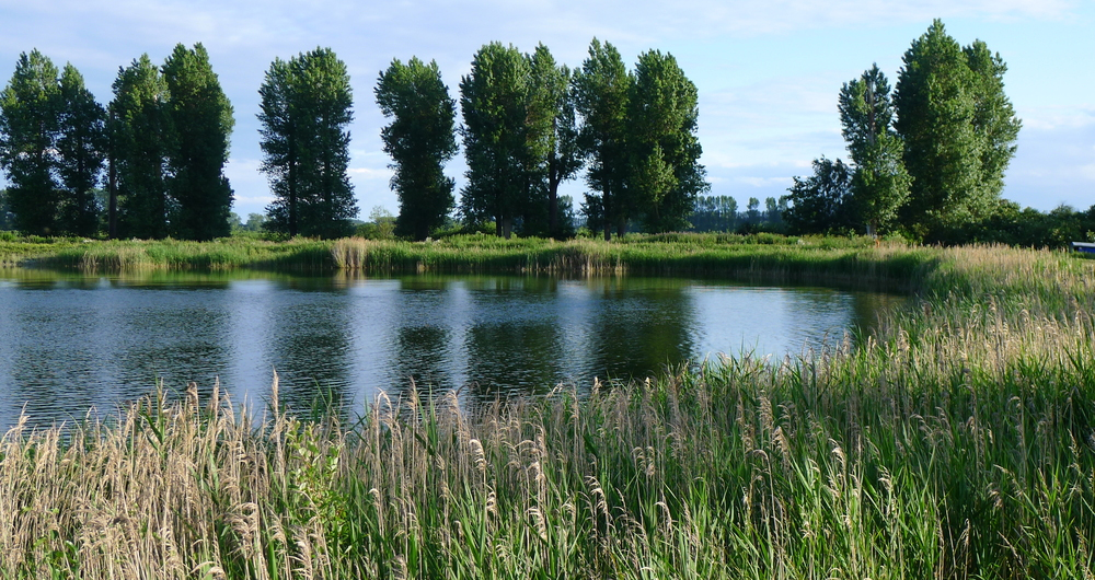 Body of water on a farm