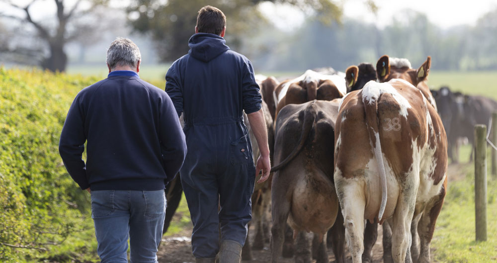 Andrew and Rob Cooke take their cows out to pasture