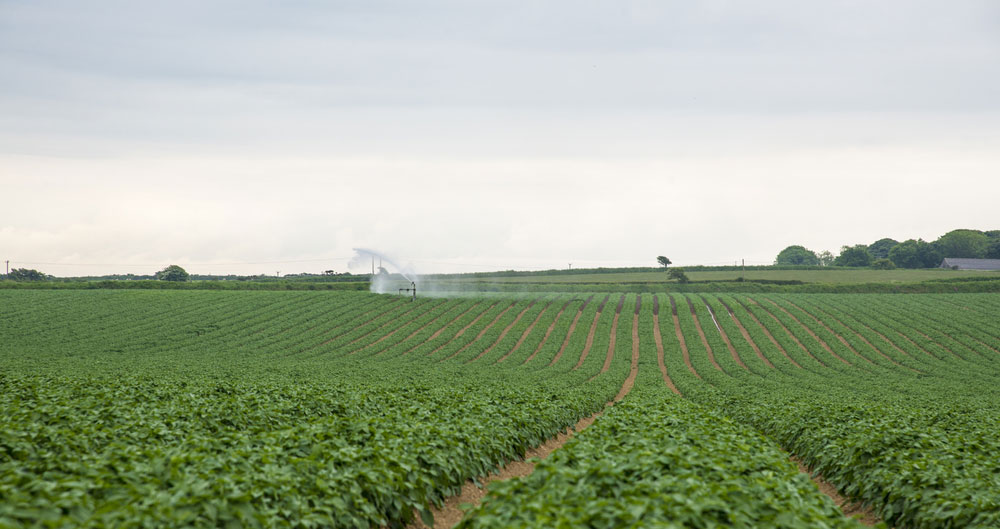 Irrigation taking place on a field of potato crops