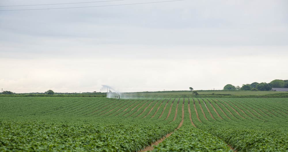 Irrigation taking place on a field of potato crops