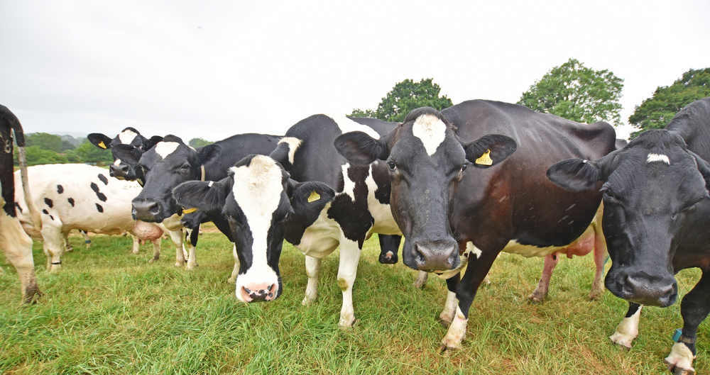 Different views on breeding dairy calves are in operation around the country