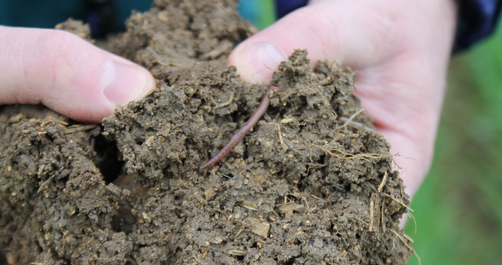 A soil sample taken from land at Peopleton in Worcestershire with a worm
