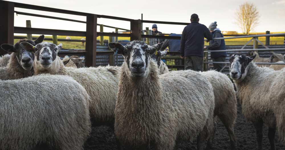An image of ewes being scanned on farm